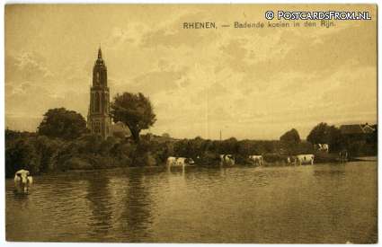 ansichtkaart: Rhenen, Badende koeien in den Rijn
