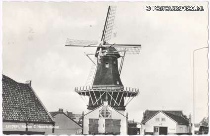 ansichtkaart: Leiden, Molen D'Heesterboom