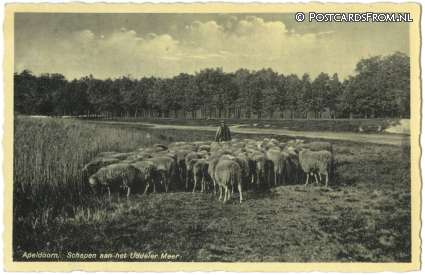 ansichtkaart: Apeldoorn, Schapen aan het Uddeler Meer