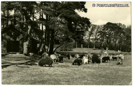 ansichtkaart: Wassenaar, Duinrell. Dierenkamp