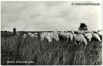ansichtkaart: Mierlo, Strabrechtse heide