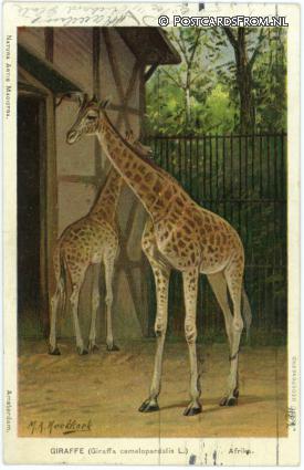 ansichtkaart: Amsterdam, Natura Artis Magistra. Giraffe