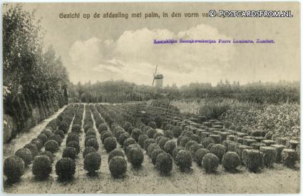 Zundert, Kon. Boomkweekerijen Pierre Lombarts. Gezicht afdeling met palm ansichtkaart: Zundert, Kon. Boomkweekerijen Pierre Lombarts. Gezicht afdeling met palm