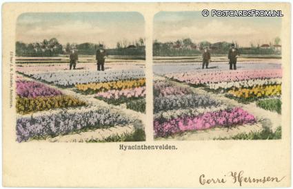 --, Hyacinthenvelden ansichtkaart: --, Hyacinthenvelden