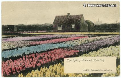 ansichtkaart: Haarlem, Hyacinthenvelden