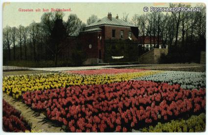 --, Groeten uit Bollenland ansichtkaart: --, Groeten uit Bollenland