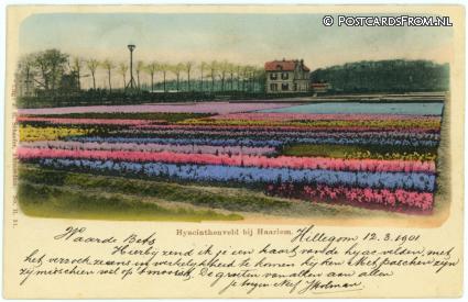 ansichtkaart: Haarlem, Hyacinthenveld