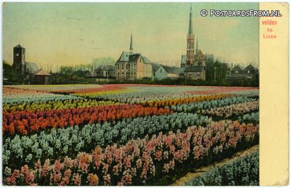 Lisse, Hyacinthenvelden te Lisse ansichtkaart: Lisse, Hyacinthenvelden te Lisse