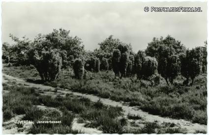 ansichtkaart: Nijverdal, Jeneverbessen