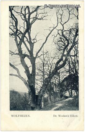ansichtkaart: Wolfheze, De Wodan's Eiken