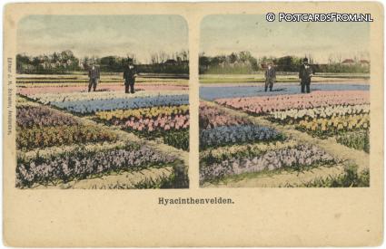 --, Hyacinthenvelden ansichtkaart: --, Hyacinthenvelden