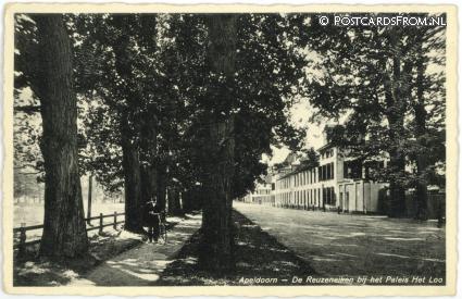 Apeldoorn, De Reuzeneiken bij het Paleis Het Loo ansichtkaart: Apeldoorn, De Reuzeneiken bij het Paleis Het Loo