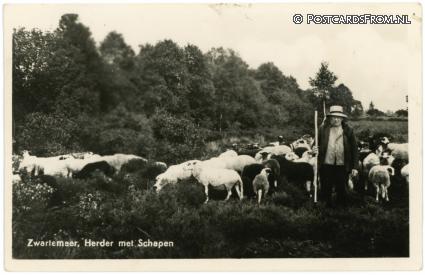 ansichtkaart: Zwartemeer, Herder met Schapen