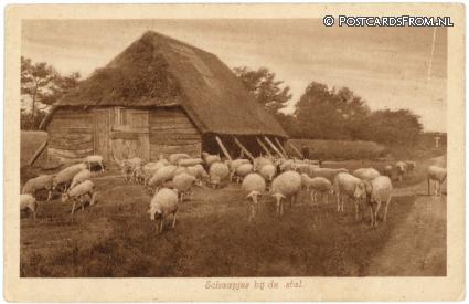Vaassen, Schaapjes bij de stal ansichtkaart: Vaassen, Schaapjes bij de stal