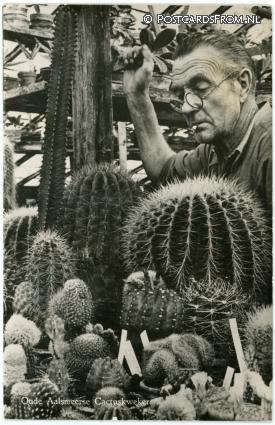 Aalsmeer, Oude Aalsmeerse Cactuskweker ansichtkaart: Aalsmeer, Oude Aalsmeerse Cactuskweker