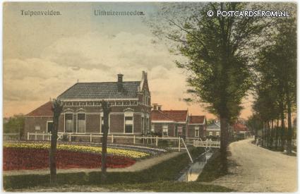 ansichtkaart: Uithuizermeeden, Tulpenvelden